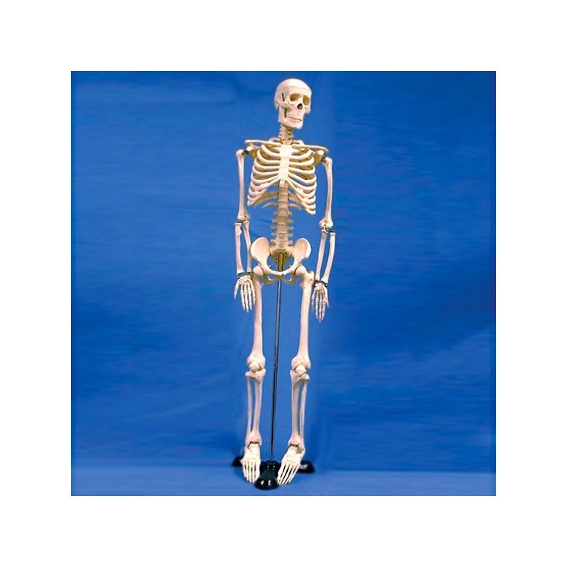 Esqueleto Humano Sintético 85 cm